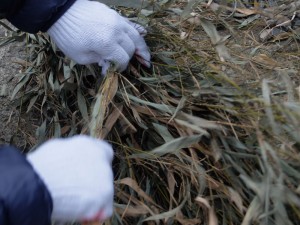 竹箒：木の葉落とし